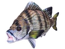 PLYŠ Kapr 45cm *PLYŠOVÉ HRAČKY*