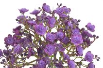 Erica převislá 78 cm – trs 5 větviček zelená