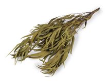 Stabilizovaný eukalyptus svazek