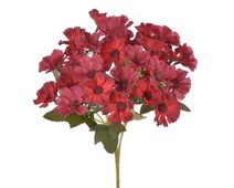 Krásenka trs x5 - vínová 30 cm