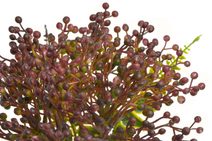 Umělá astra krémová