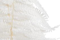 Ranunculus pryskyřník svazek - meruňková + lososová