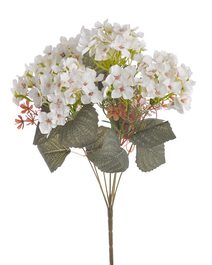 Hortenzie - trs, bílá