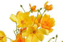 Umělá růže s poupaty - krémová 40 cm