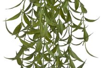 Rozmarýn - zelená světlá