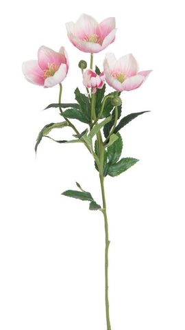 Čemeřice x4 - 62 cm bílá/růžová
