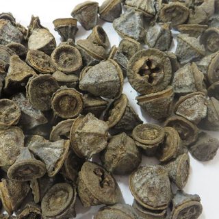 Plody eukalyptu 200 g - natural