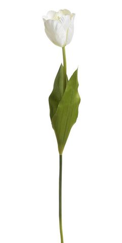 Tulipán - krémová