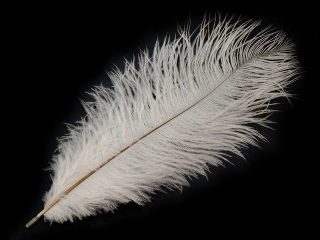 Pštrosí peří délka cca 20-25 cm 2 kusy