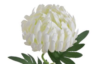 Chryzantéma 50 cm - bílá - krémová
