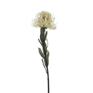 Okrasný bodlák X6849-26 - 60 cm