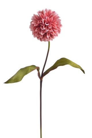 Jiřina s listy 71 cm - starorůžová