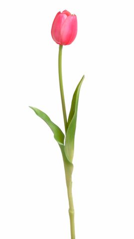 Tulipán 40 cm - červenorůžová