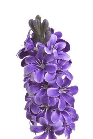 Hyacint - fialový - 50 cm