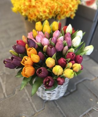Svazek tulipánů 5 ks - růžová
