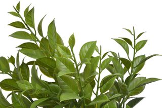 Umělý ruscus - zelená 36 cm