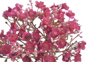 Gypsophila / šater 5 ks – fuchsiová, 29 cm