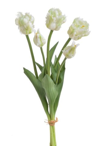 Tulipán papouškovitý 5 ks - bílá se zelenou kresbou