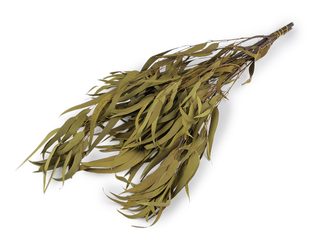 Stabilizovaný eukalyptus svazek