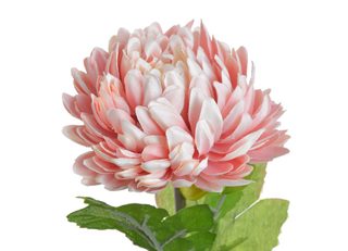Chryzantéma 58 cm - růžová s krémovým středem