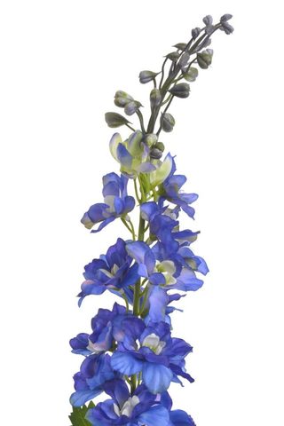 Ostrožka 79 cm - tmavá modrá