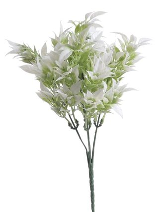 Ruscus zaprášený zelená+ bílá