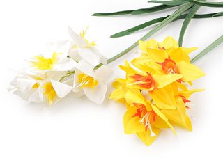 Umělý narcis