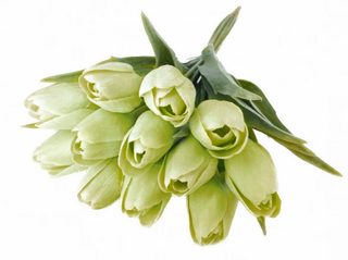 Tulipán s listem 6 ks - světlá zelená