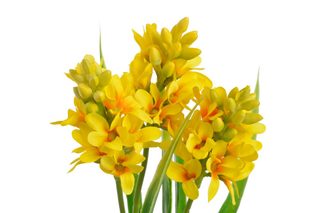 Umělá rostlina hyacint - žlutá 30 cm