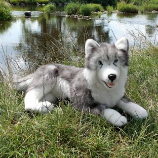 Velký plyšový pes husky ležící 60 cm ECO-FRIENDLY