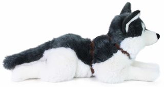 Plyšový husky 60 cm ležící (eco-friendly)