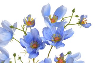 Umělá rostlina kosmos 90 cm - modrá