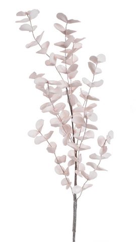 Eukalyptus pěnový - starorůžová