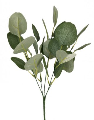 Eukalyptus trs - zelenošedá
