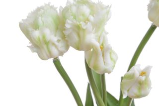 Tulipán papouškovitý 5 ks - bílá se zelenou kresbou