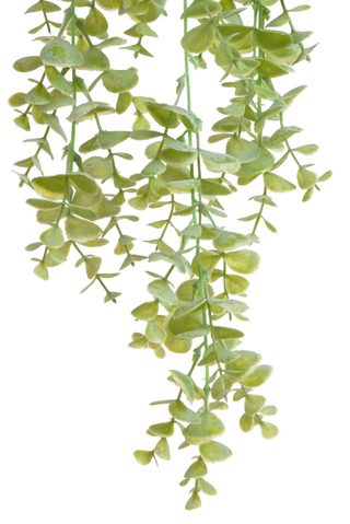 Eukalyptus převislý - zelená světlá
