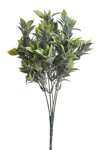 Ruscus zaprášený - zelená