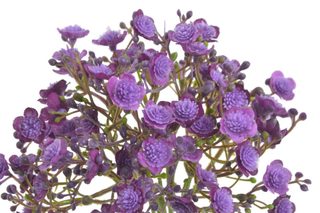 Gypsophila - šater 5 ks - fialová