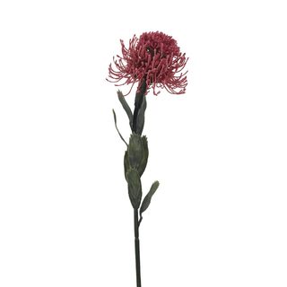 Okrasný bodlák X6849-07 - 60 cm
