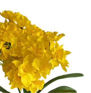 Narcis trs 7 ks - žlutá