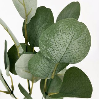 Eukalyptus trs - zelenošedá