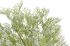 Umělá tráva broom bloom 37 cm - bílá