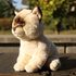 Plyšová kočka ragdoll 23 cm ECO-FRIENDLY SOFT