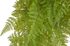Kapradí převislé trs 9 větviček - zelená