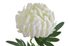 Chryzantéma 50 cm - bílá - krémová