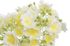 květy frézie, svazek 4 ks - bílá/žlutá