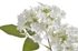 Hortenzie větvička 63 cm - bílá