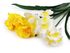 Umělý narcis 35 cm