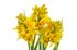 Umělá rostlina hyacint - žlutá 30 cm