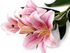 Umělá lilie